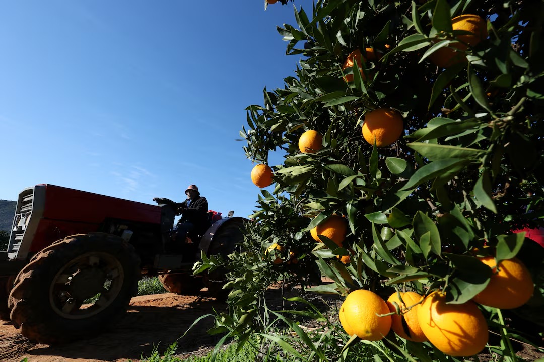 South African citrus farmers flag fuel risk ahead of export season
