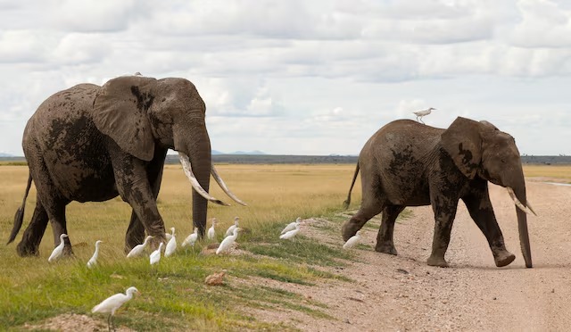 Kenya probes potential toxin after 15 elephants die in Amboseli ecosystem
